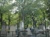 arbres cimetière montmartre