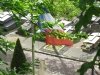 Le drapeau français au dessus du cimetière