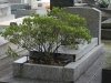 arbre-tombe-2