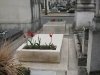 jardinière tombe tulipe