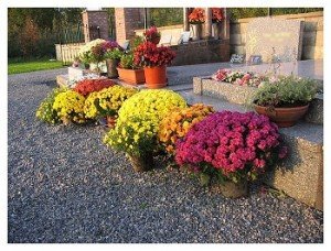 chrysanthemes-tombe-2 chrysantheme tombe