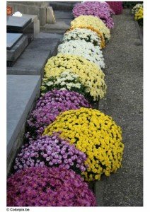 cimetiere chrysanthemes