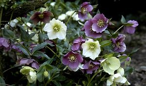 hellebores