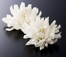 chrysanthemes