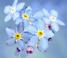 myosotis