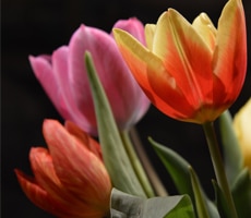 tulipes